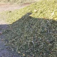 سیلوعلوفه ذرت بسته بندی ۳۰کیلو ،یک تن و فله تخمیر|عمدهفروشی|سراب, |دیوار