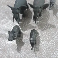 تعدادی باغ وحشی از حیوانات اهلی و وحشی|اسباببازی بچه|ملایر, |دیوار