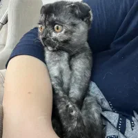 بچه گربه اسکانیش بریتیش فروشی|گربه|تبریز, |دیوار