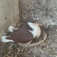 مفلق سرخ سینه دمپاک