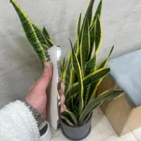 ۱۴ پرو|موبایل|تهران, هوانیروز|دیوار