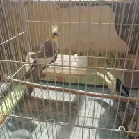 نرو ماده عروس نر یک بالش مشکل داره|پرنده|تربت‌حیدریه, ۴۵ متری|دیوار