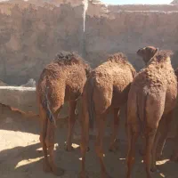شتر  ۳ سال نر وبچه شتر موجود است