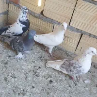 کبوتر|پرنده|تبریز, |دیوار