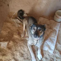 واگذاری|سگ|دهگلان, |دیوار