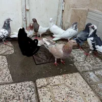 کفترکله سارتهرونی پلنگ کرمونی دم سفیدالمانی|پرنده|مشهد, طرق|دیوار