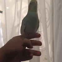 عروس هلندی رام و اهلی