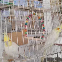 یک جفت عروس هلندی