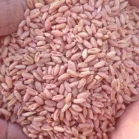 گندم فروش بوجاری شده