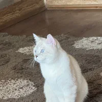 واگذاری گربه