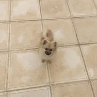 پامر روباهی خرسی