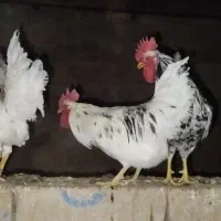 خروس گلین فروشی