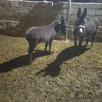 کره خر ماده|حیوانات مزرعه|سراجو, |دیوار