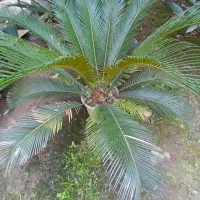 سیکاس وآواکادو|گل و گیاه طبیعی|شیرود, |دیوار