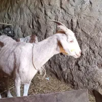 بز سانن فرانسه وی شیری چند قلو زا|حیوانات مزرعه|کامیاران, |دیوار