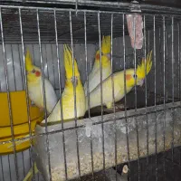 عروس هلندی لوتینو زعفرانی|پرنده|رشت, فرزانه|دیوار