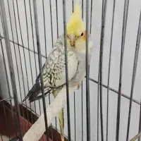 عروس هلندی|پرنده|تهران, خاک سفید|دیوار