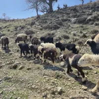 میش داشتی|حیوانات مزرعه|دهدشت, |دیوار