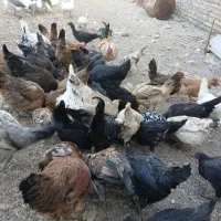 مرغ|حیوانات مزرعه|ازنا, |دیوار
