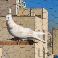 کفتر|پرنده|تهران, جی|دیوار