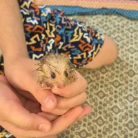 همستر|موش و خرگوش|شیراز, ریشمک|دیوار