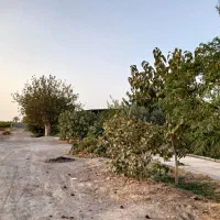 باغ انار|فروش زمین و ملک کلنگی|جعفرآباد, |دیوار