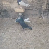 کفتریاکبوتر|پرنده|شیراز, ماه فیروزان|دیوار