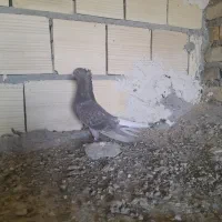 کبوتر|پرنده|بافق, |دیوار