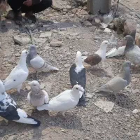 کفتر|پرنده|برازجان, |دیوار