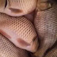 فروش ماهی کپور