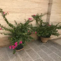 درختچه طبیعی گل ا‌پارتمانی کاغذی۱۵ ساله|گل و گیاه طبیعی|تهران, ستارخان|دیوار