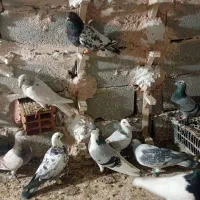 کفترپرشی|پرنده|اسفراین, |دیوار