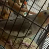 عروس هلندی رام و دستی