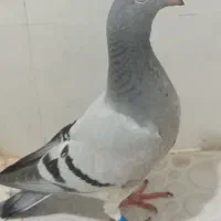 فروشی یامعاوضه