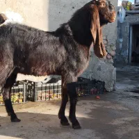 نربز مری اصیل گوش دراز