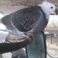 کبوتر|پرنده|قرچک, محمد آباد|دیوار