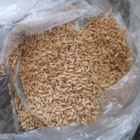 گندم آبی و دیم