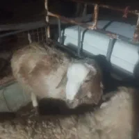 بره چاق گوشتی
