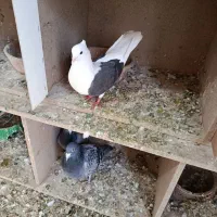 کفتر دوشان دوکت|پرنده|بیستون, |دیوار