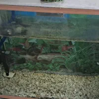 آکواریوم همراه ماهی سه عدد اسکار و کوسه