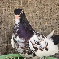 کفتر ماده افشون .