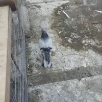 کبوتر. سبز کلاهی اسطوره  اگهی بخون مهم