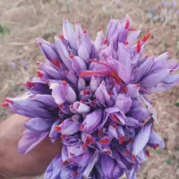 زعفران اعلا طبیعی خشک شده بدون آب زدن|خوردنی و آشامیدنی|سرایان, |دیوار