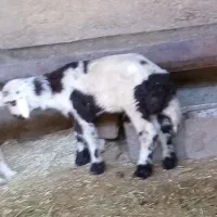 بره کاه خور درداران