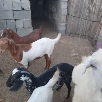 بز داشتی|حیوانات مزرعه|رودان, |دیوار