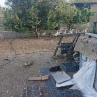 قوغازسفید بادوجوجه ۶روزه سالم وسرحال