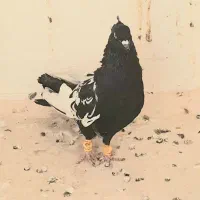 کفتر سینه سیاه پرشی
