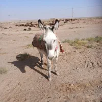 خر گله|حیوانات مزرعه|تربت جام, میان جام|دیوار