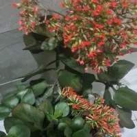 گل قاشقی بزرگ