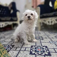 واگذاری رایگان|سگ|ورامین, ورامین|دیوار